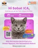 Yuk Ikutan Event Grow Your Paws Online: Workshop Untuk Bikin Konten Kucing yang Keren dan Menjual