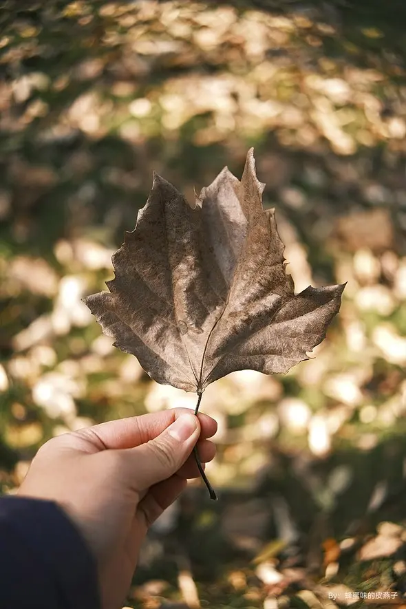 ttartisan-23mm-bokeh-leaf-sample.webp