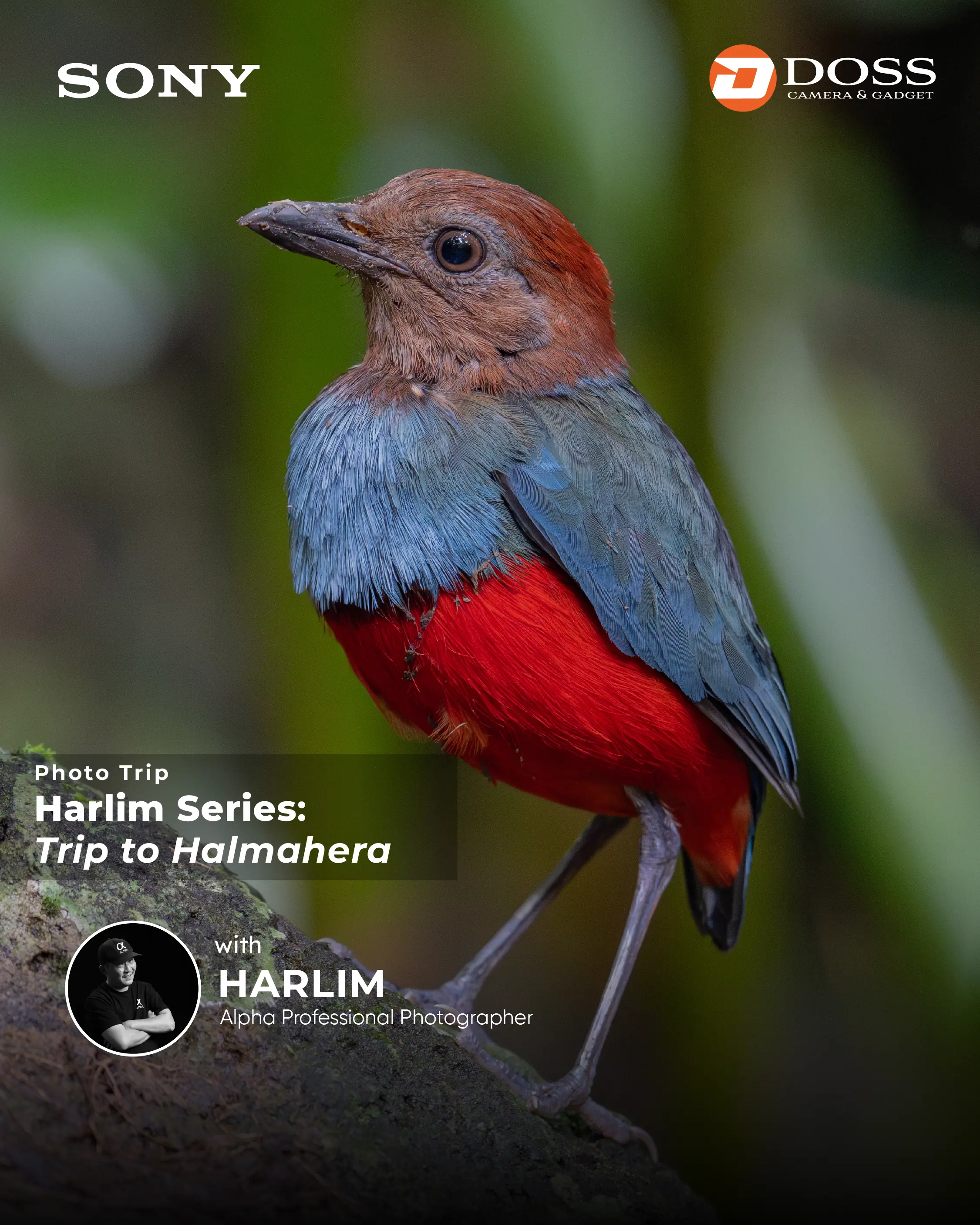MALUKU - Harlim Series: Trip to Halmahera