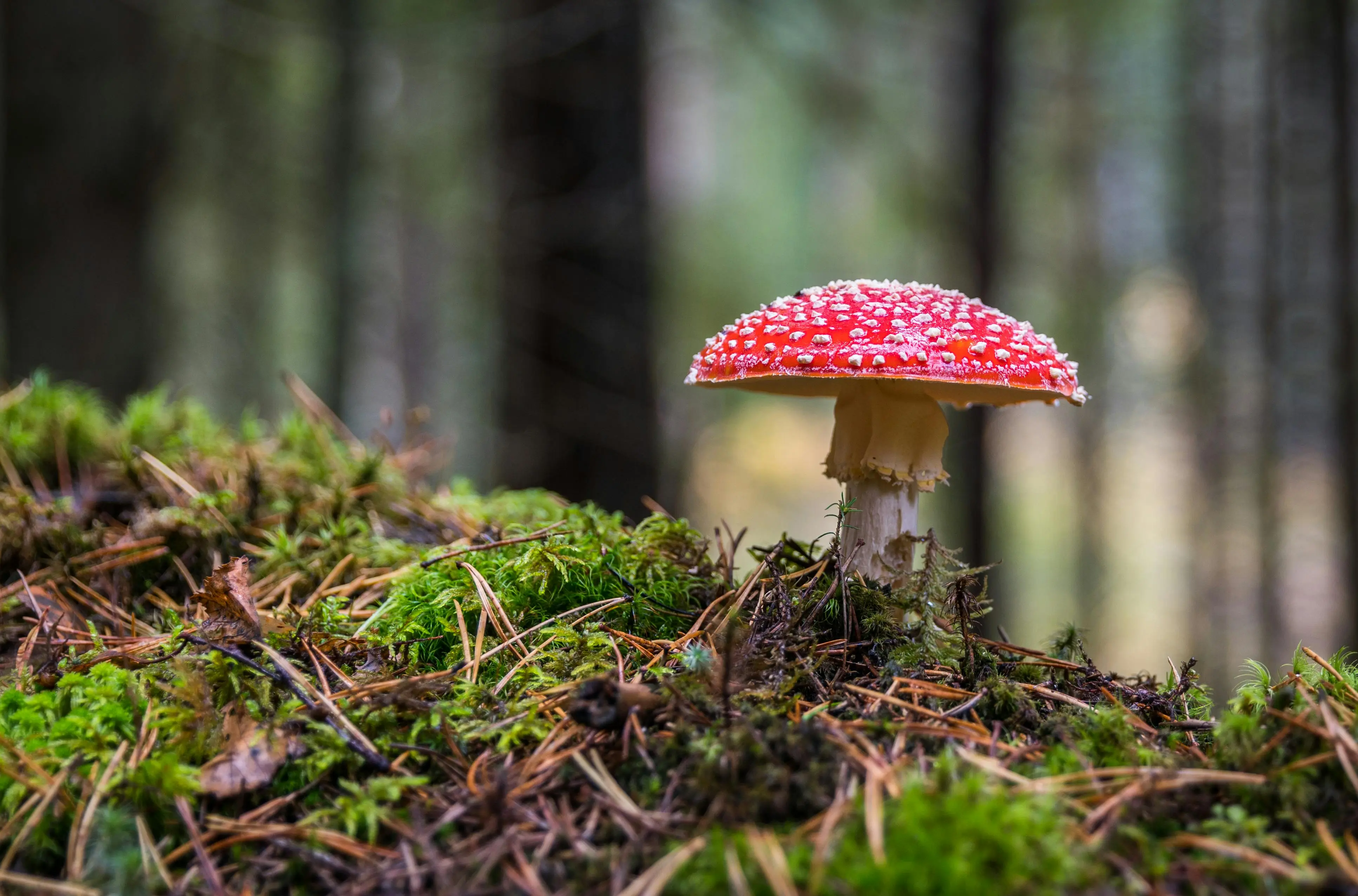 Ini 10 Istilah Unik Macro Photography yang Harus Kamu Tahu.